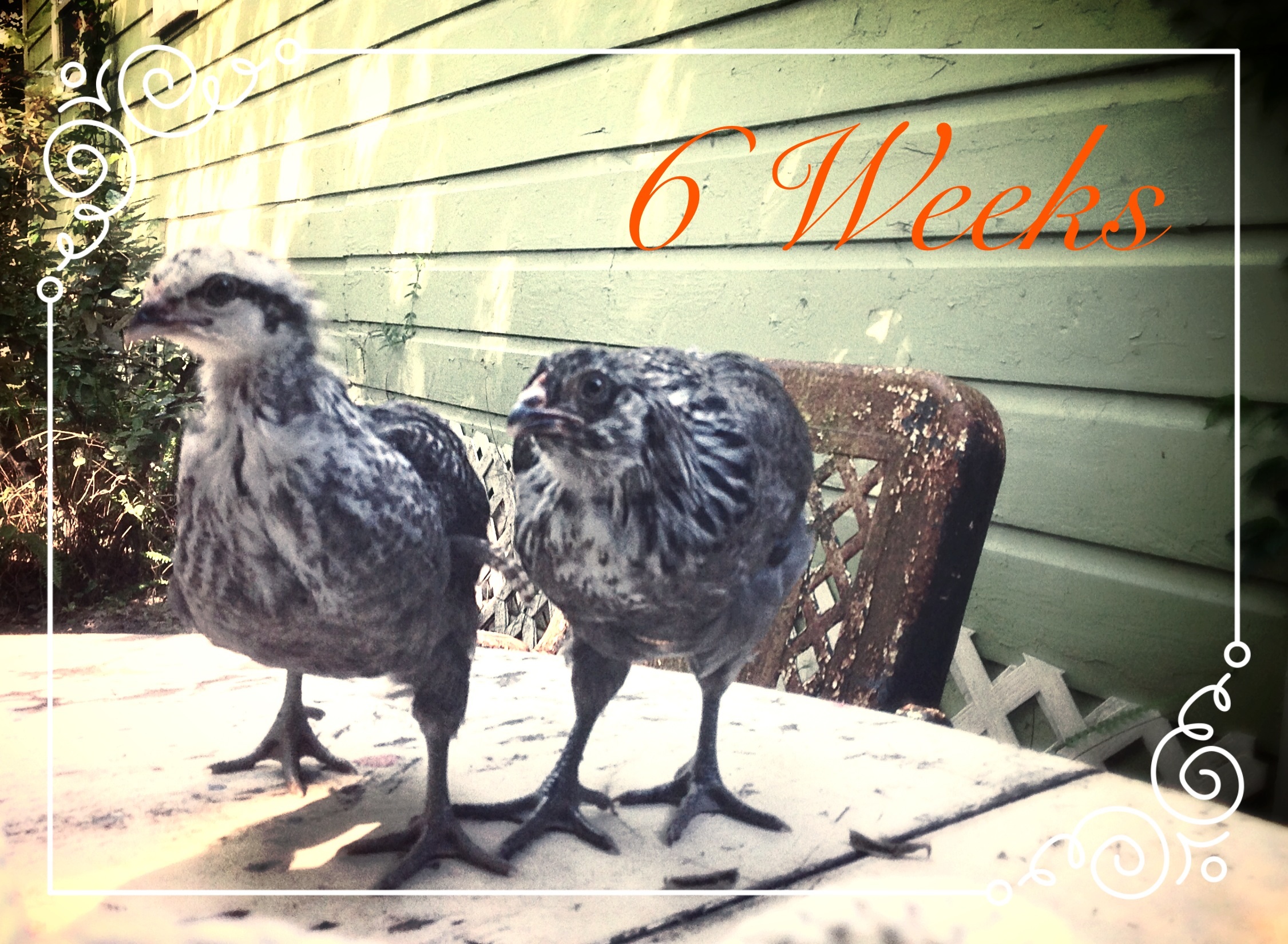 6 weeks old.