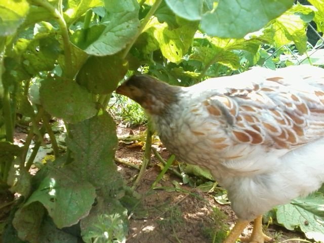 6 weeks pullet