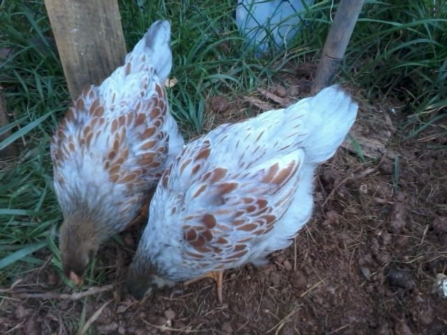 6 weeks Pullet