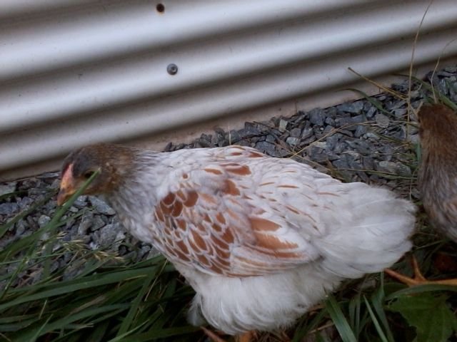6 weeks pullet