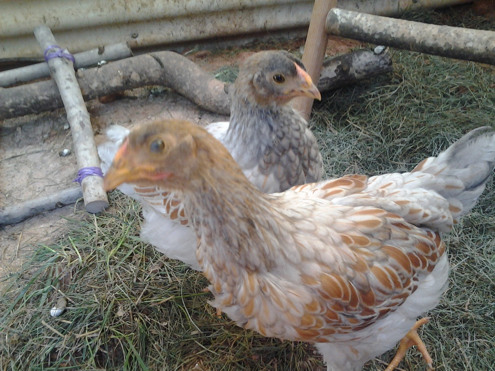 6 weeks, pullets