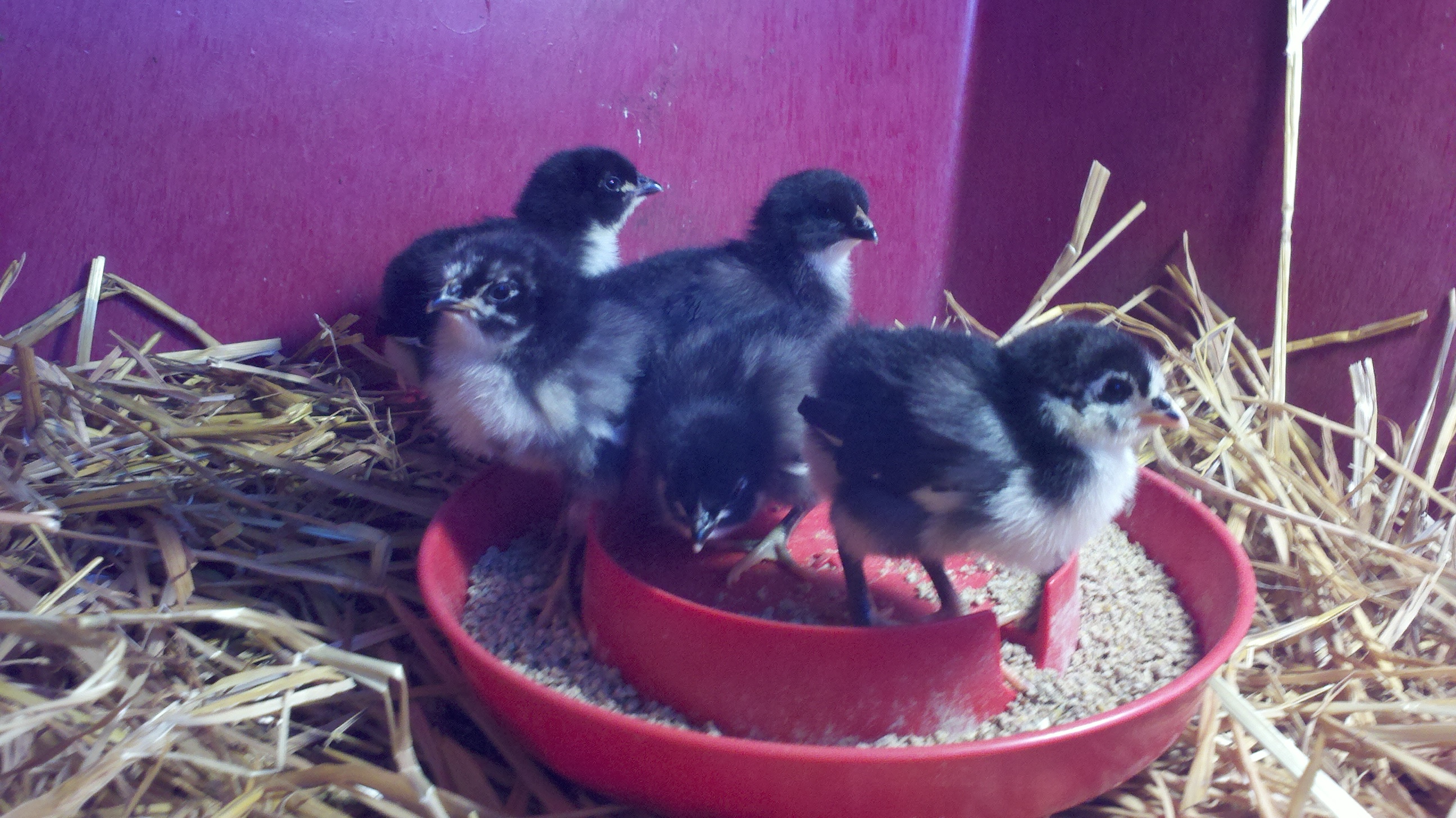 BackYard Chickens Learn How to Raise Chickens