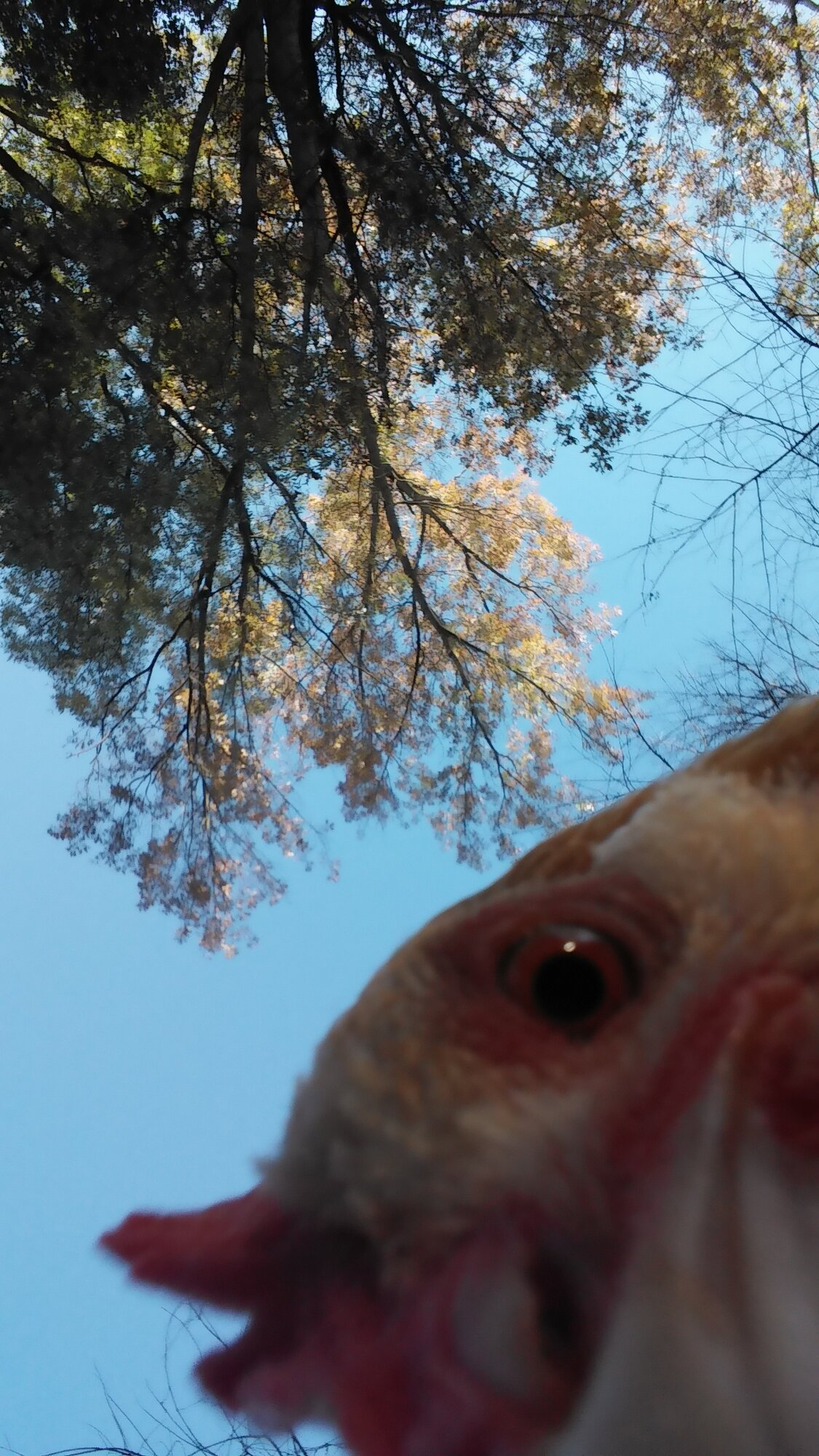 61.png