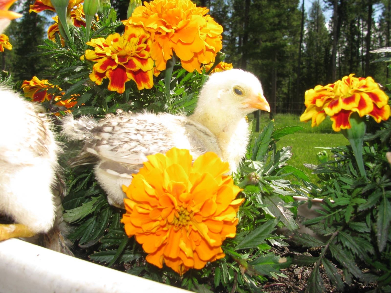 Backyard chickens learn how to raise chickens