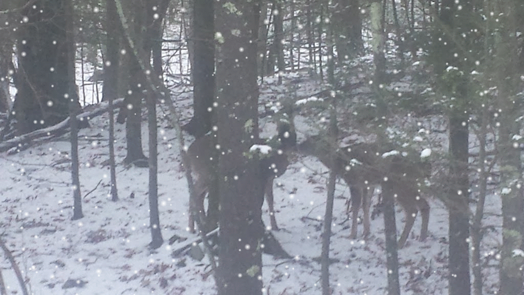 backyard-chickens-learn-how-to-raise-chickens