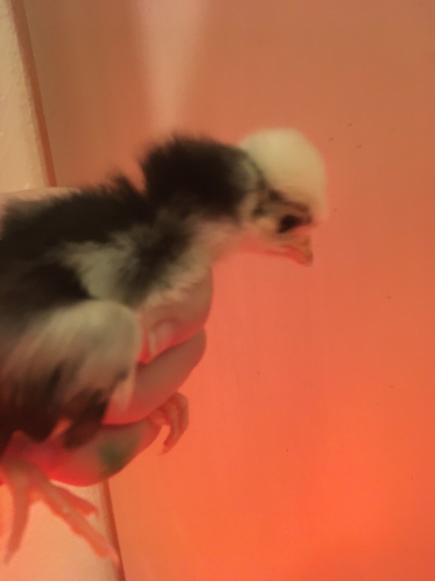 6655FFA0-8972-4173-B5EE-A73A67919D07.jpeg