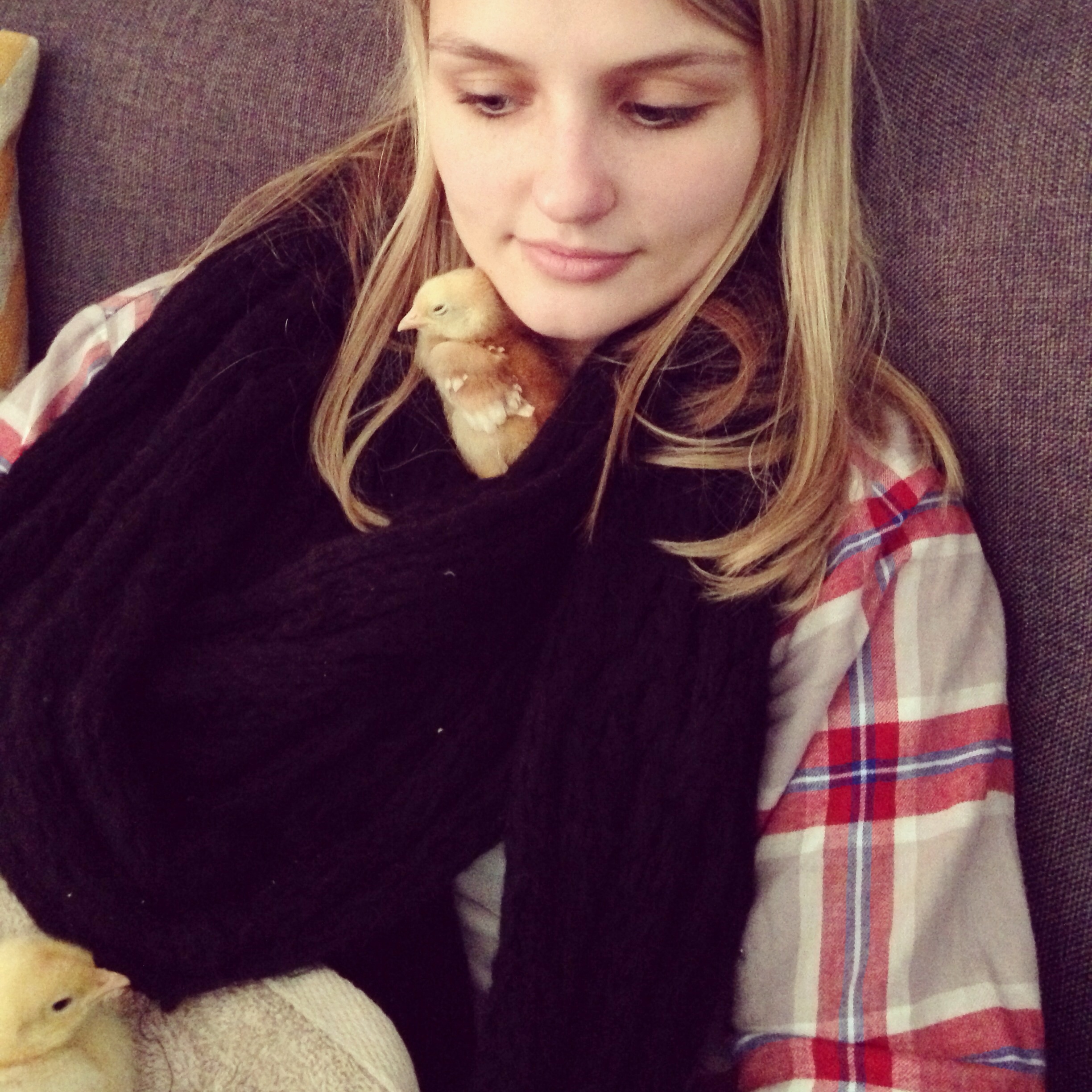 BackYard Chickens Learn How to Raise Chickens