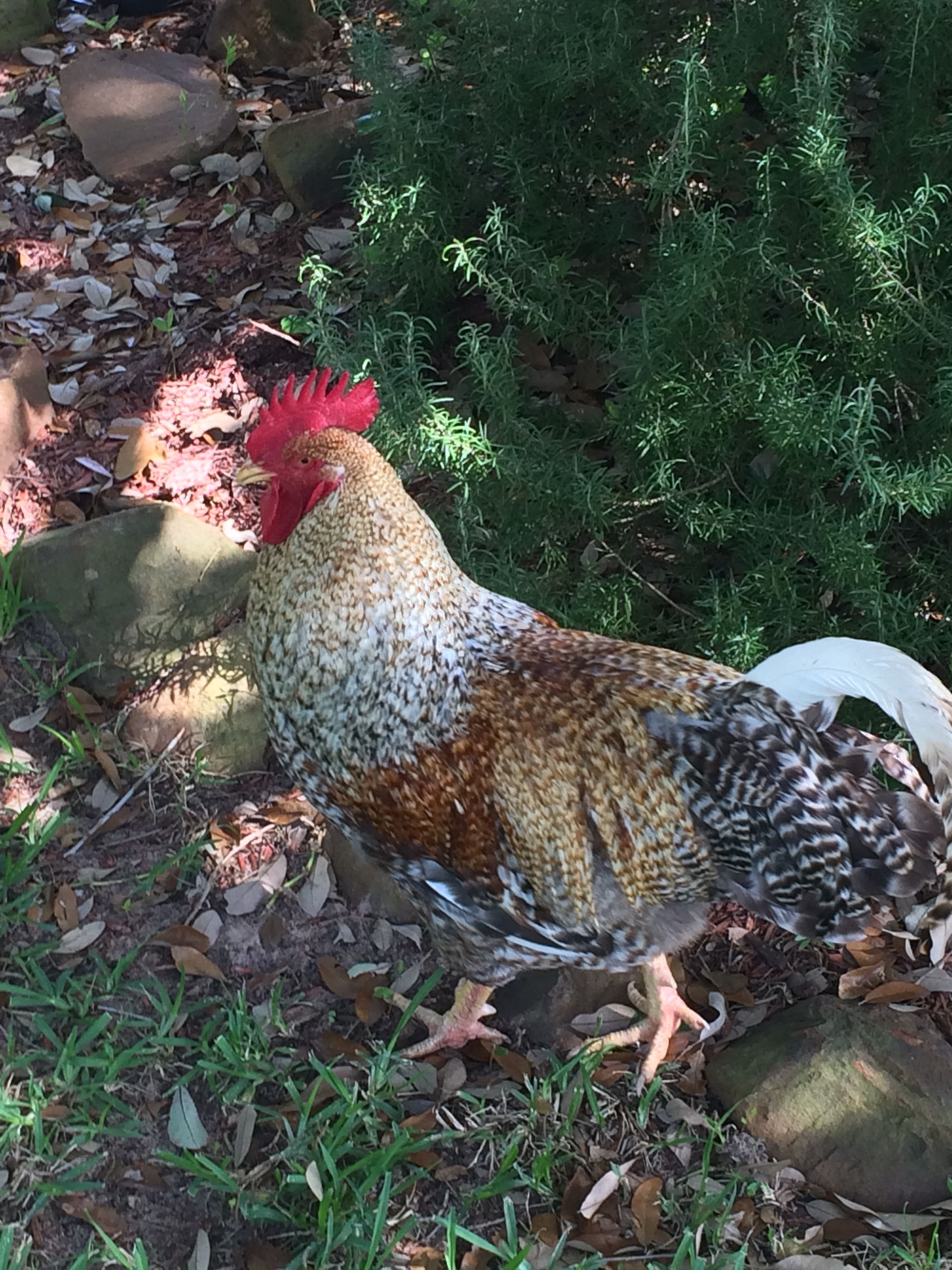 BackYard Chickens Learn How to Raise Chickens
