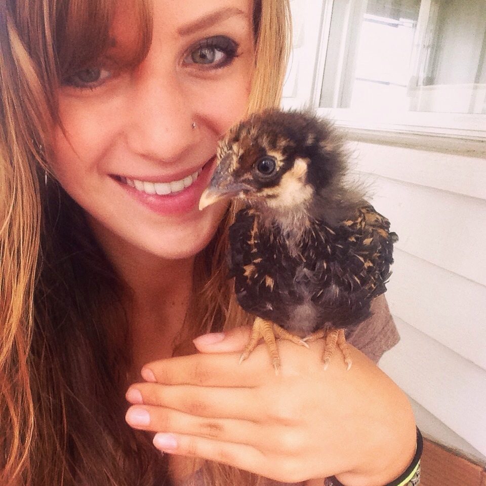 BackYard Chickens Learn How to Raise Chickens