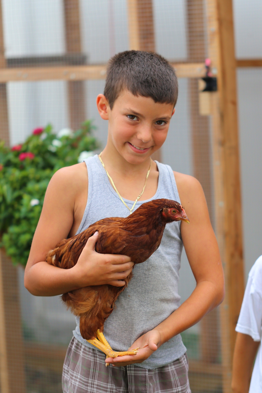 BackYard Chickens Learn How to Raise Chickens
