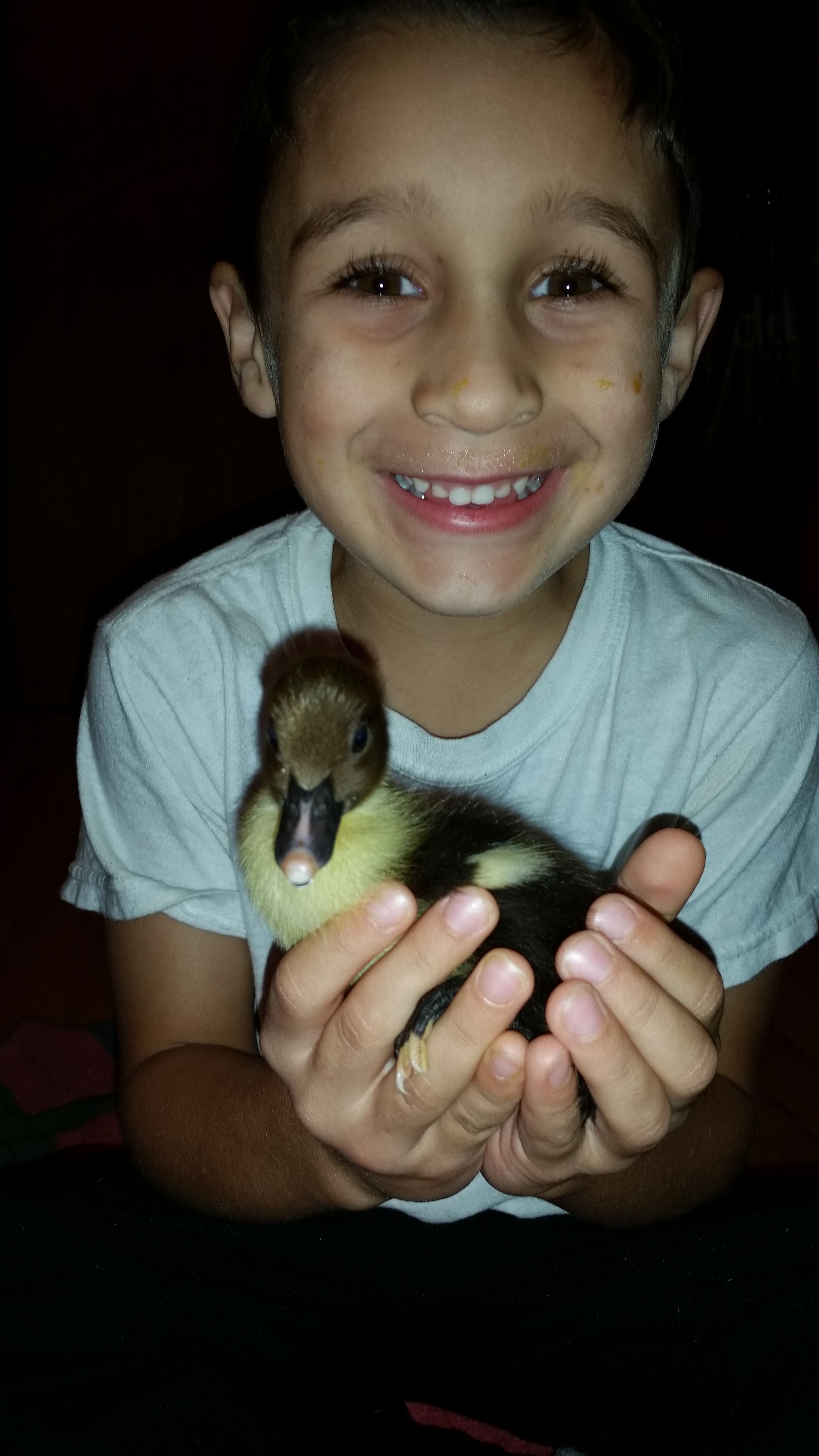 BackYard Chickens Learn How to Raise Chickens