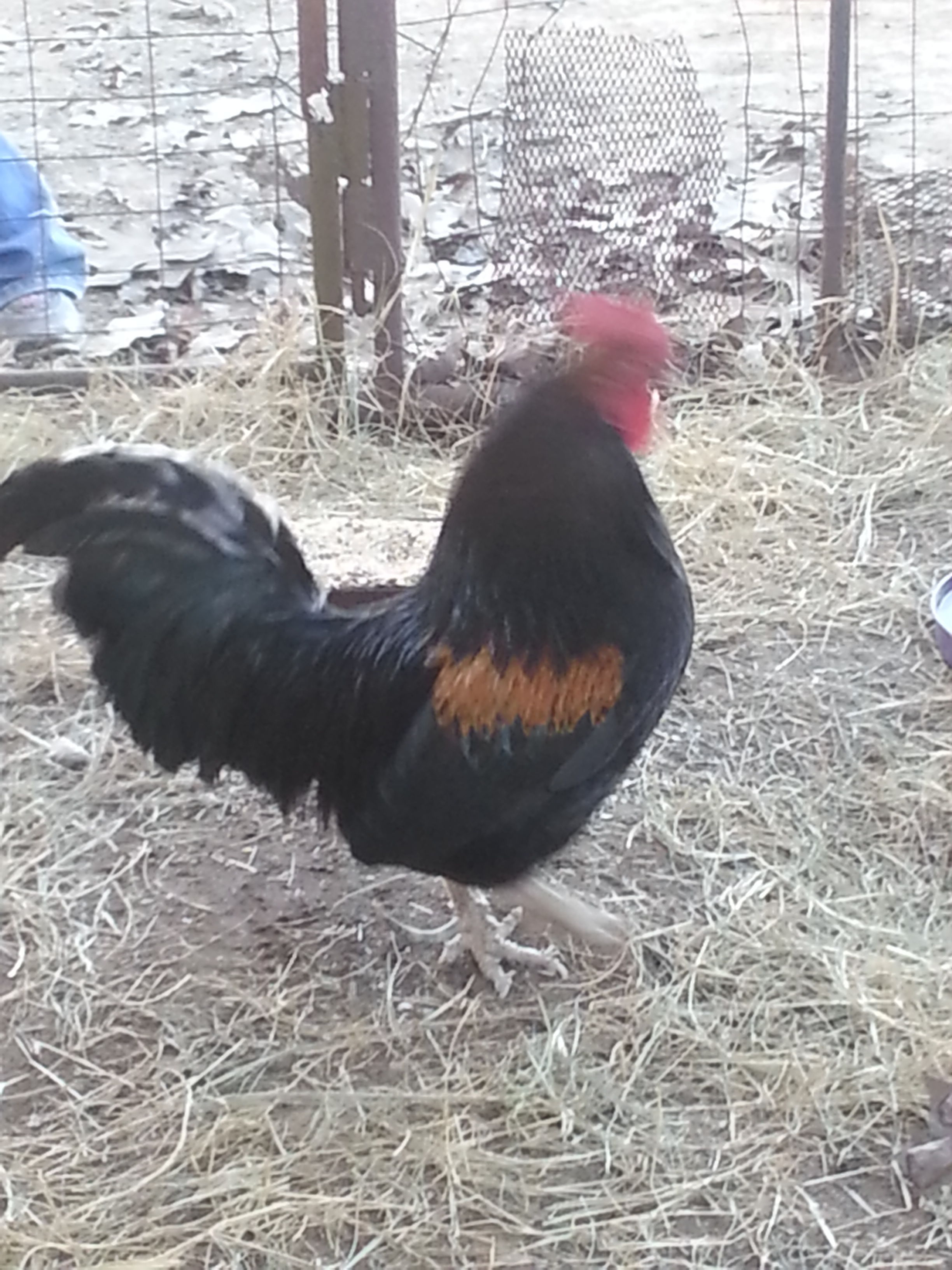BackYard Chickens Learn How to Raise Chickens