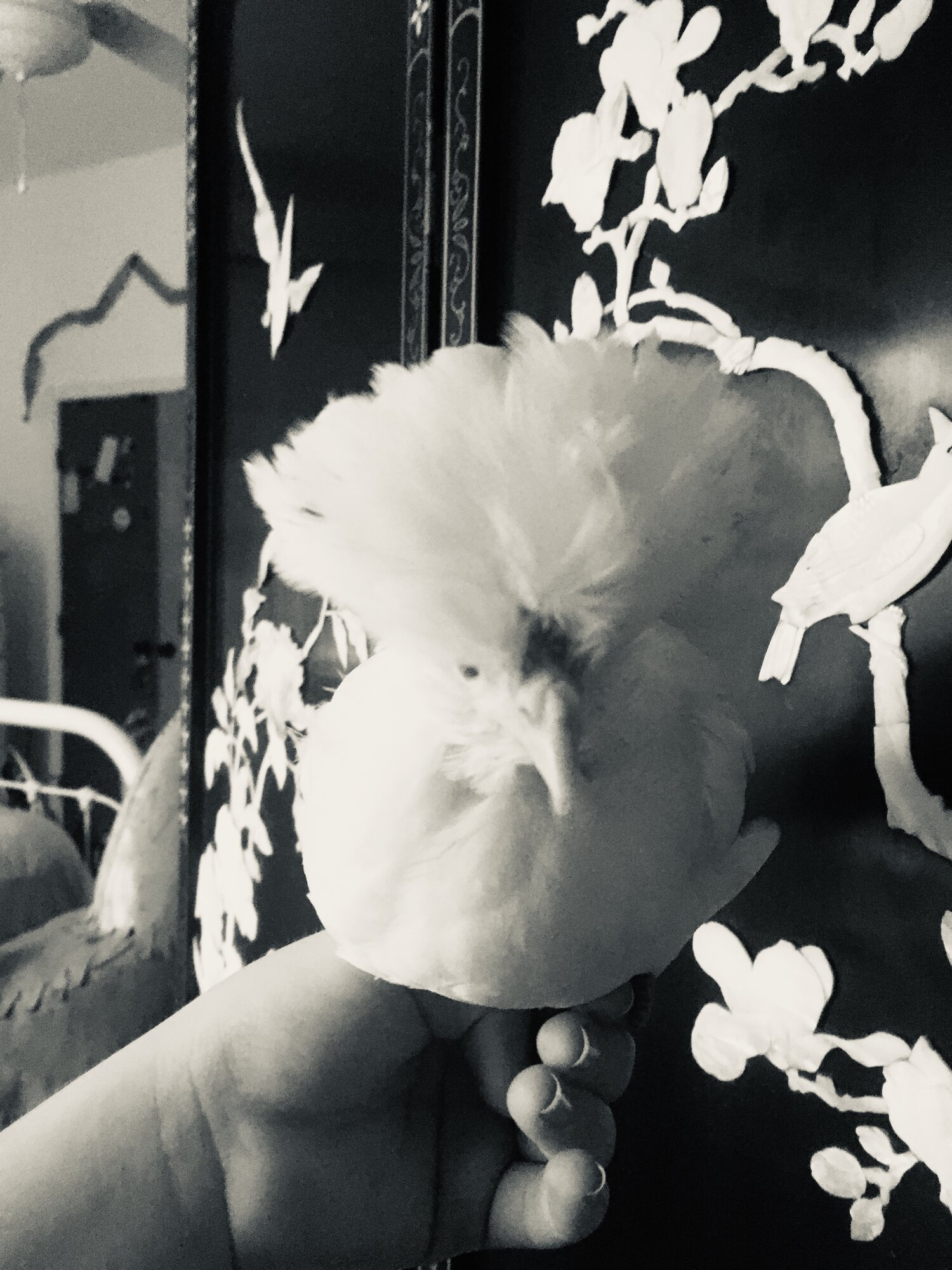 6C8D767C-341C-4E03-8530-5E27A195FE23.jpeg