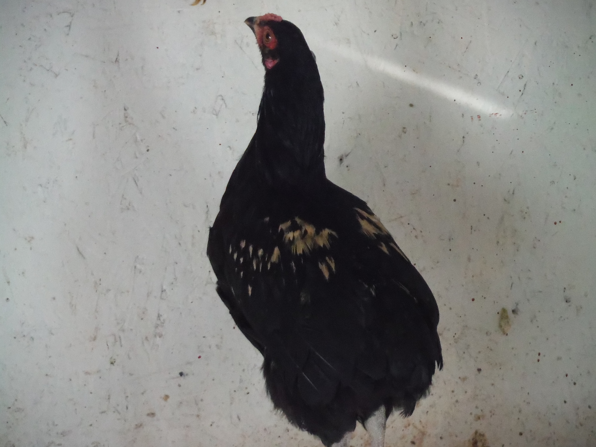 6th bird, cockerel. Too much bleed to be a keeper. Rumpless/tiny tufts.