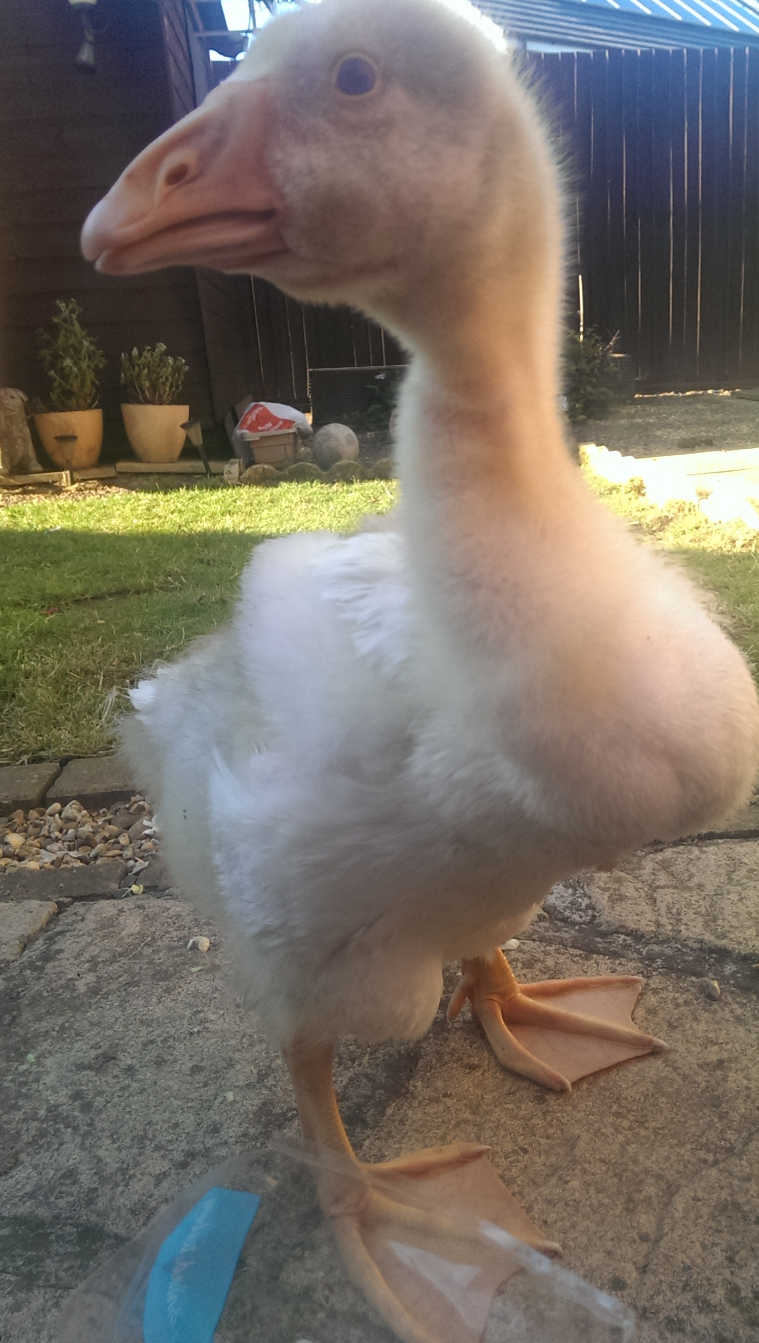 6week old west of England. Getting his feathers now...tufty