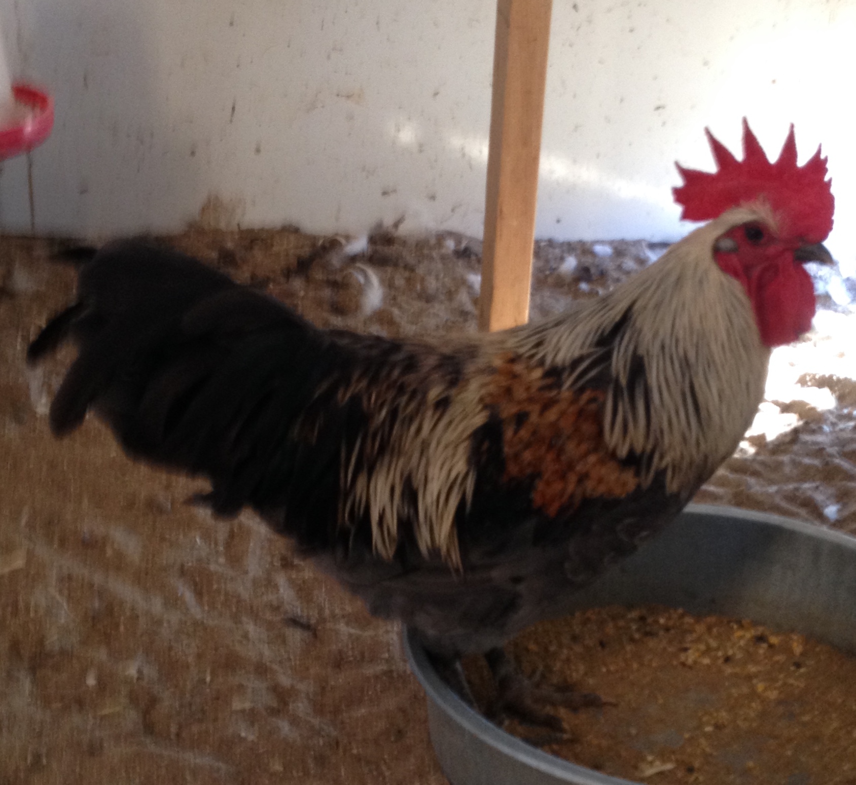 7 1/2 mo. Original import X second import.