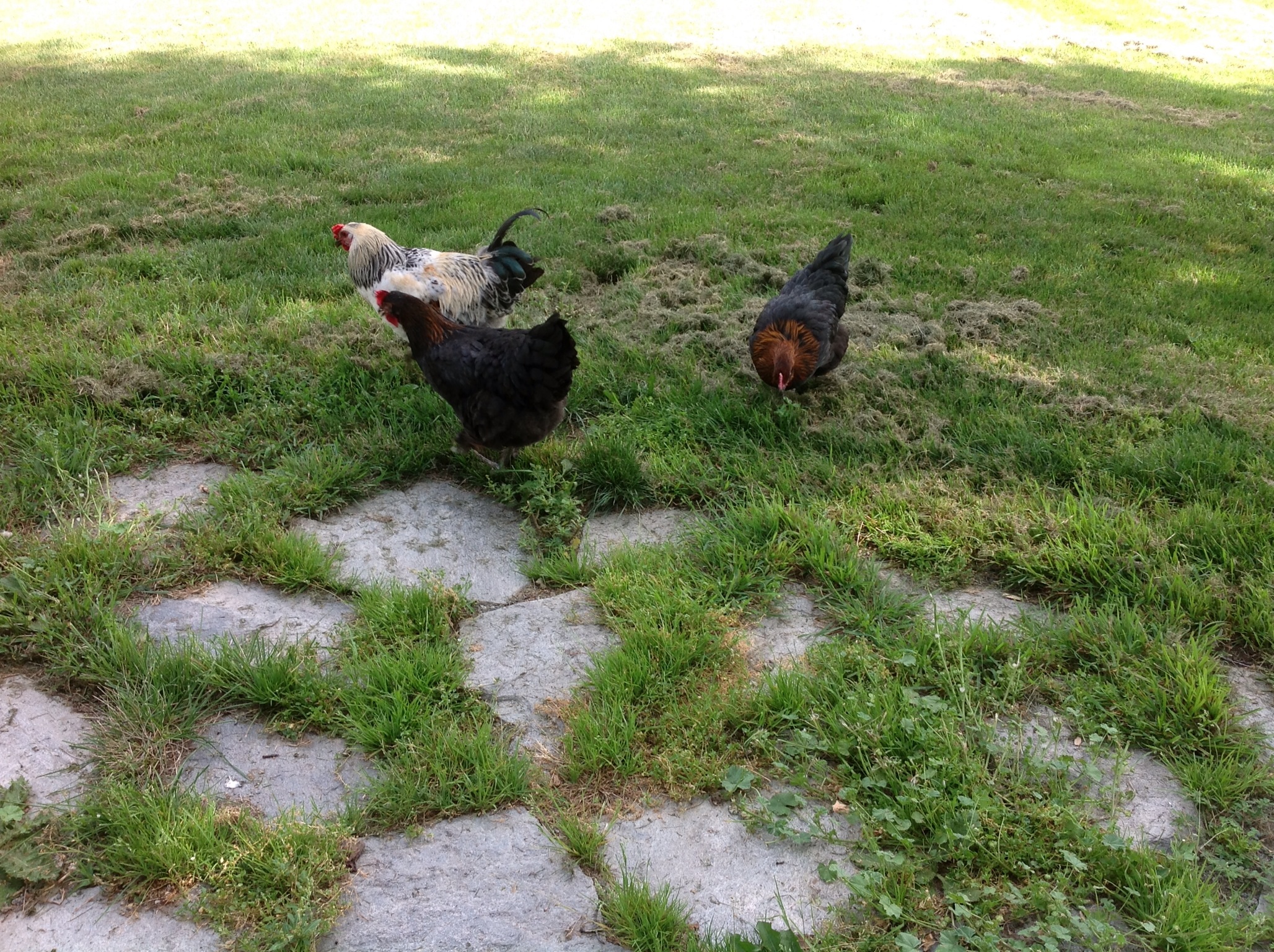 7-15-13. 1st day birds have been together. Out free ranging. Bigboy & Maia & Lela. Apparently Maia holds no grudges after this morning's comb tearing, romantic encounter with him.