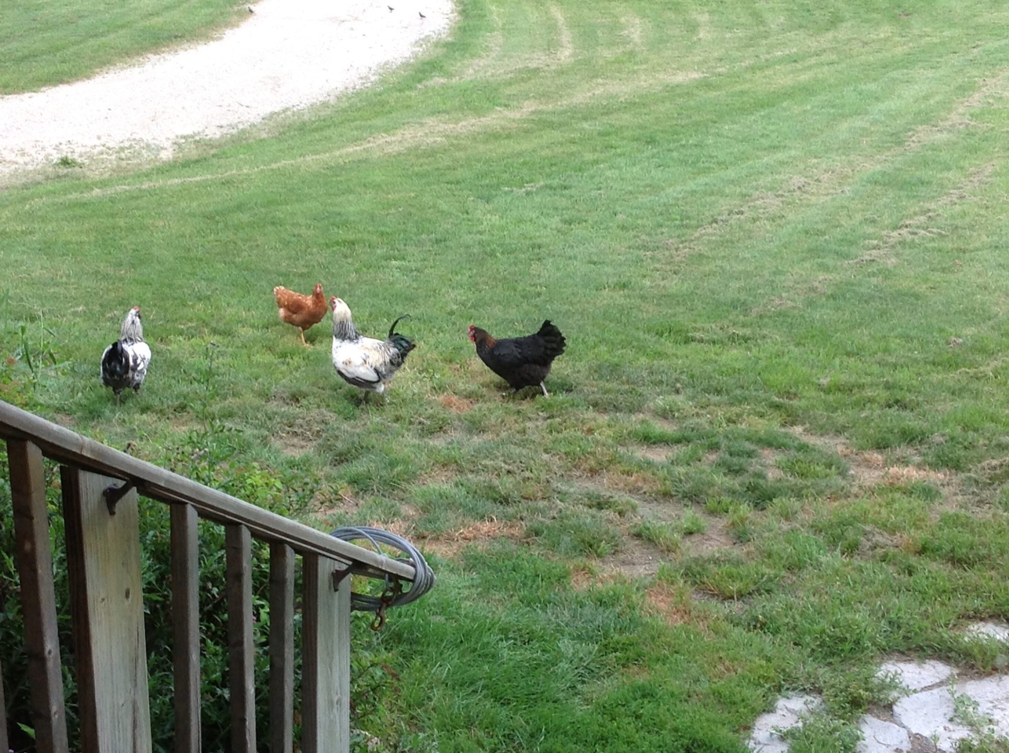 7-15-13. More of flock was hanging out just b4 I shot this. The other EE roo, Blackie is on left.