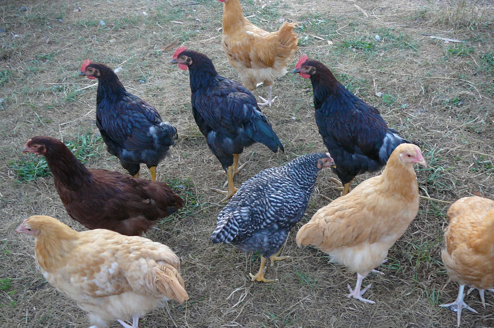 7/16/12
Are they doing the chicken dance?