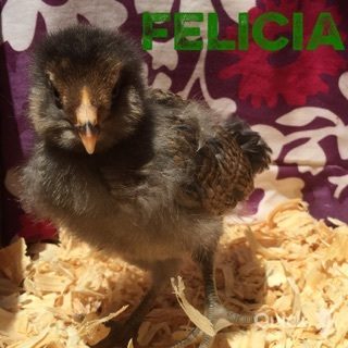 7/20/15
Easter Egger