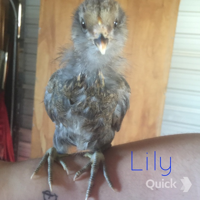 7/28/15 4 weeks old
Lily - Easter Egger