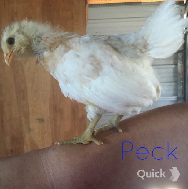 7/28/15 4 weeks old
Peck - Easter Egger