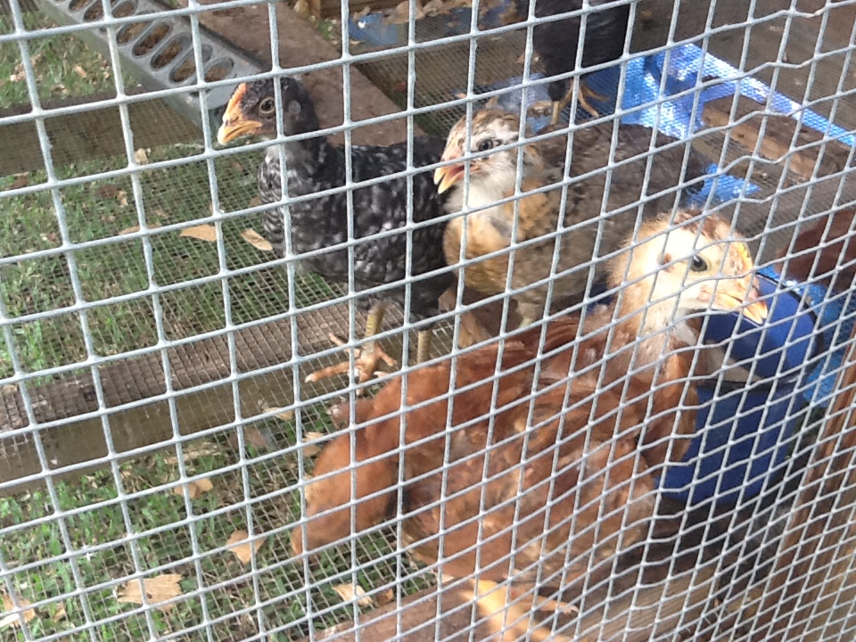 7-8 wks now  Micky, Goofy and Matilda