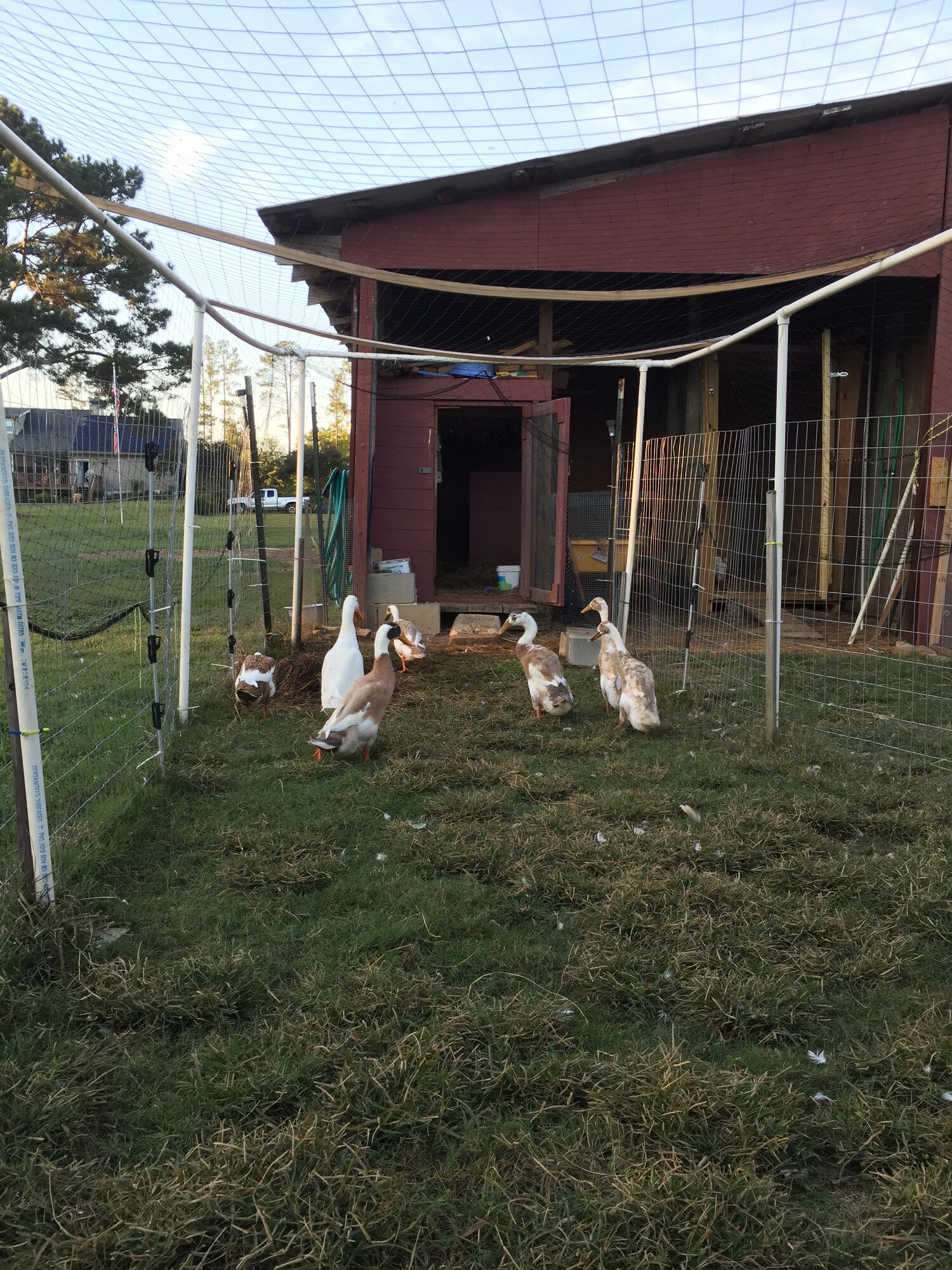 7 ducks getting along....for a minute