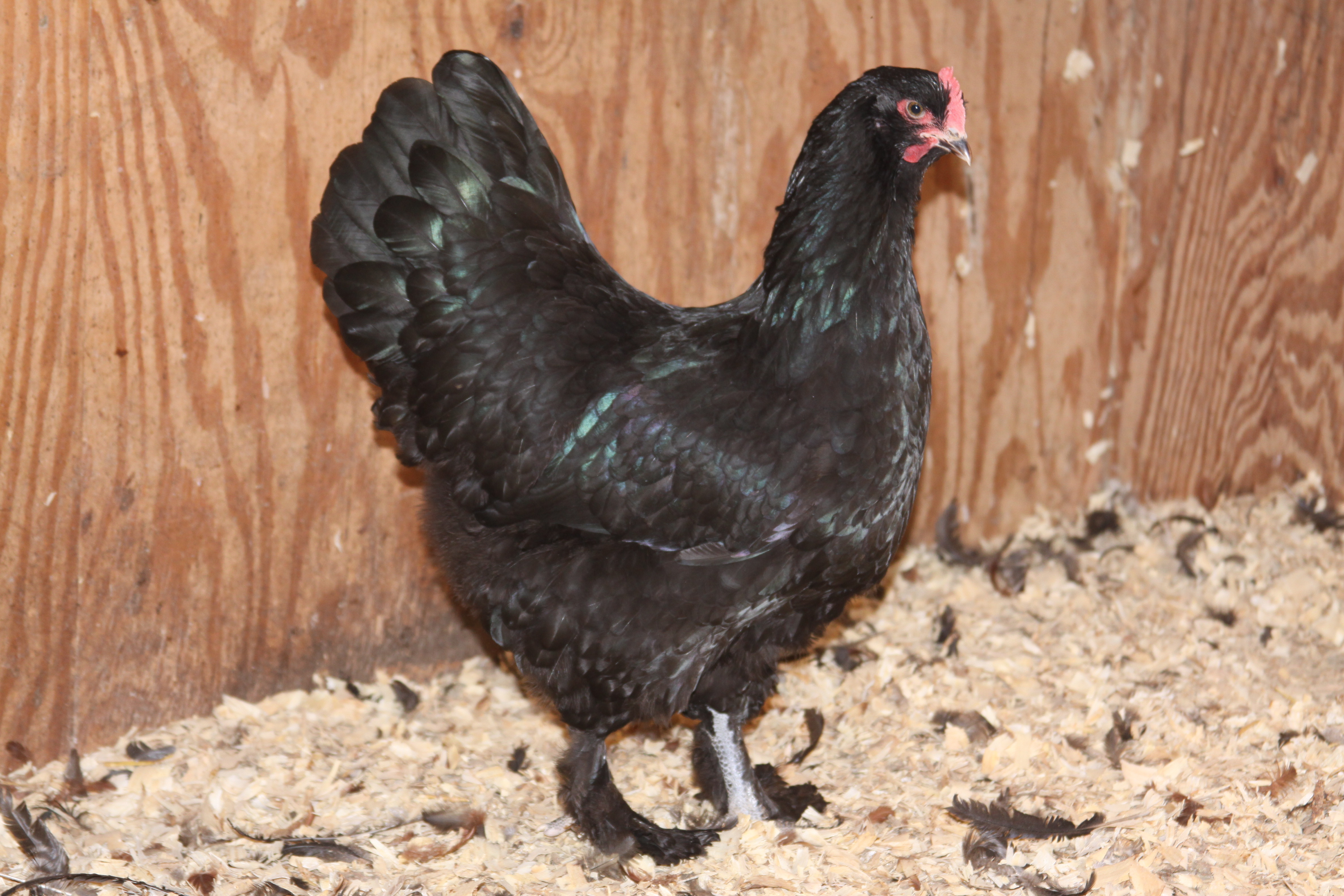 7 month old Black Langshan pullet