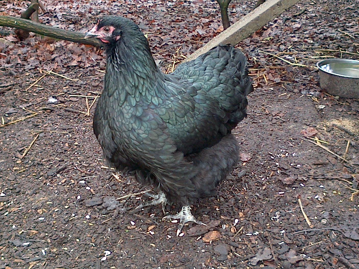7 month old Black Orpington hen