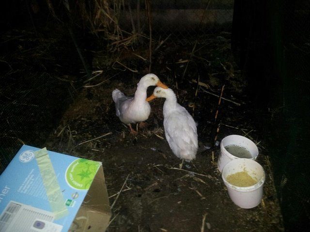 7 month old breeding pair of Pekin Ducks
Frankie and Lola