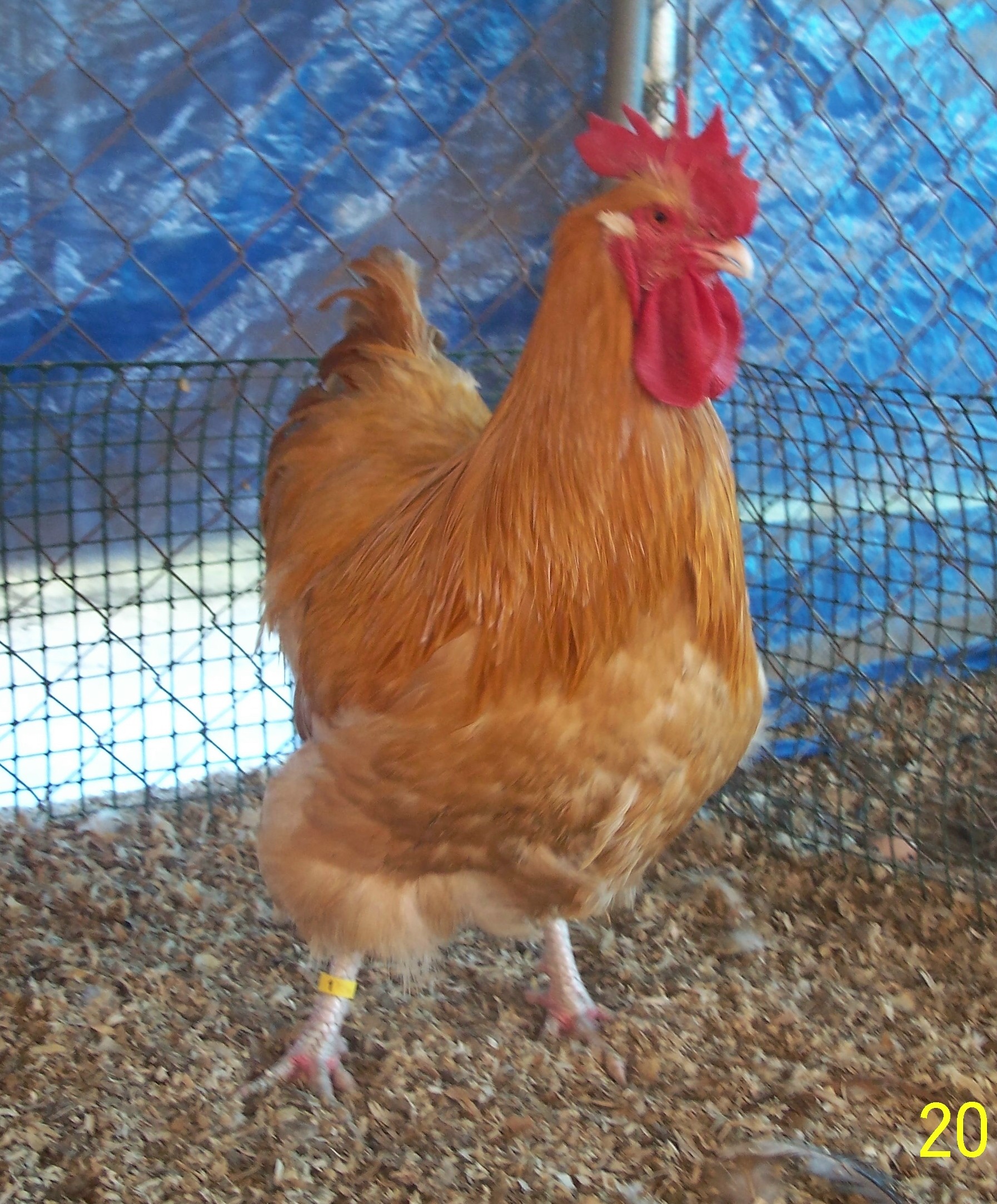 7 Month Old Clevenger Cockerel