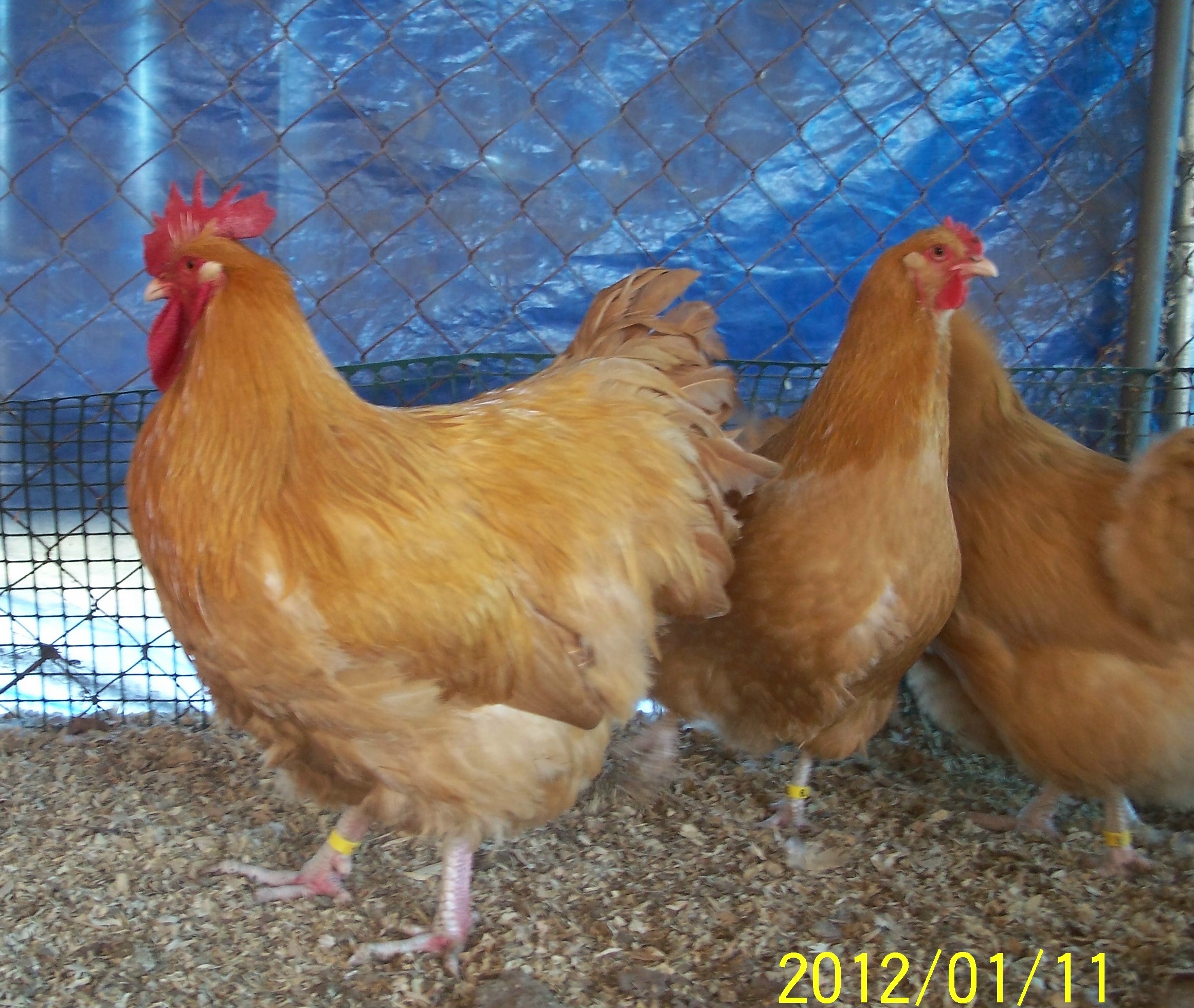 7 Month Old Cockerel w/Pullets