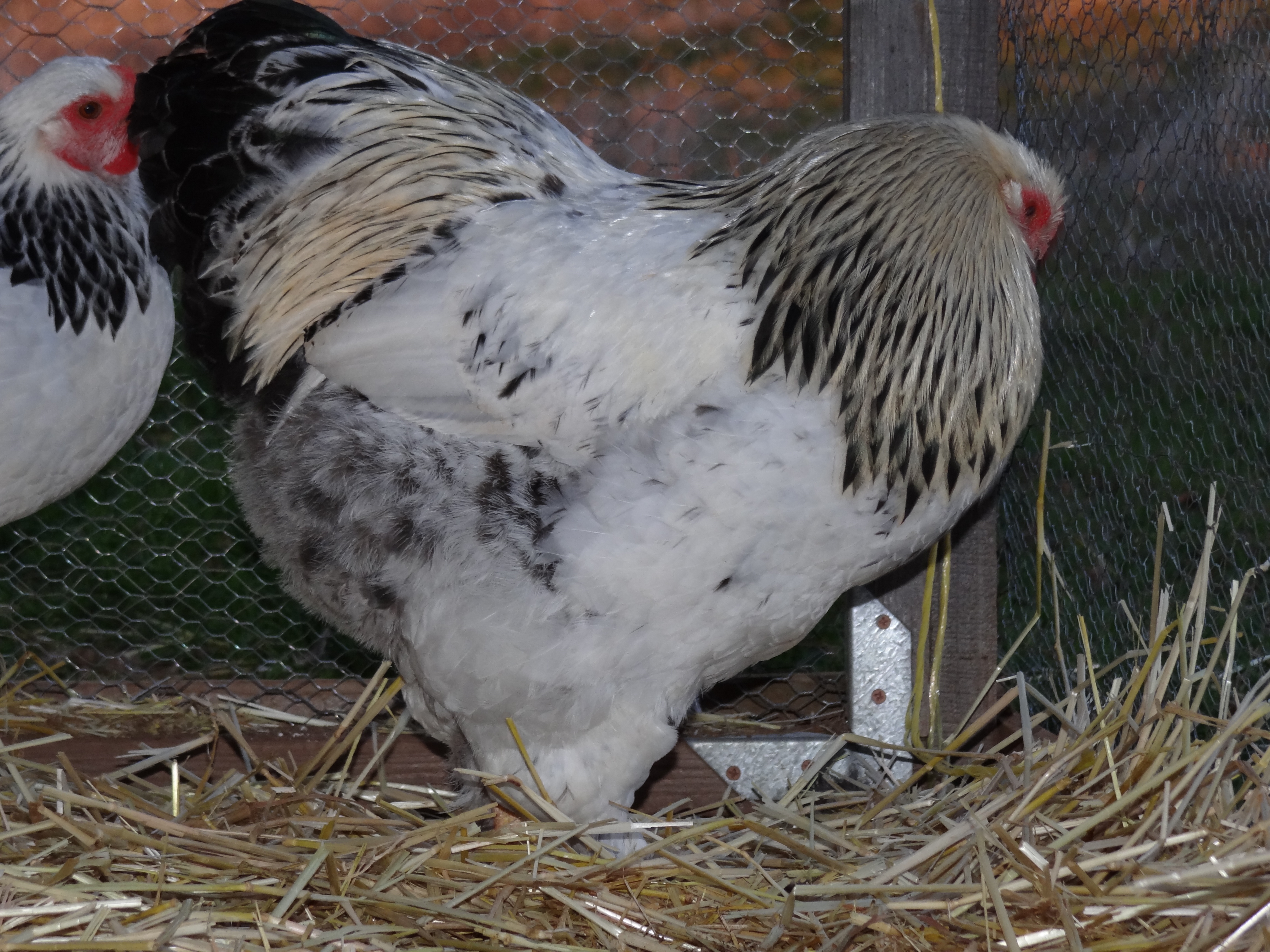 7 month old LF Light Brahma