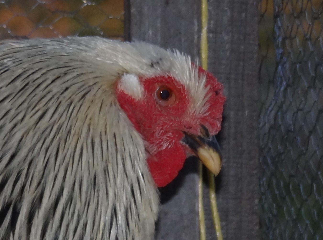 7 month old LF Light Brahma