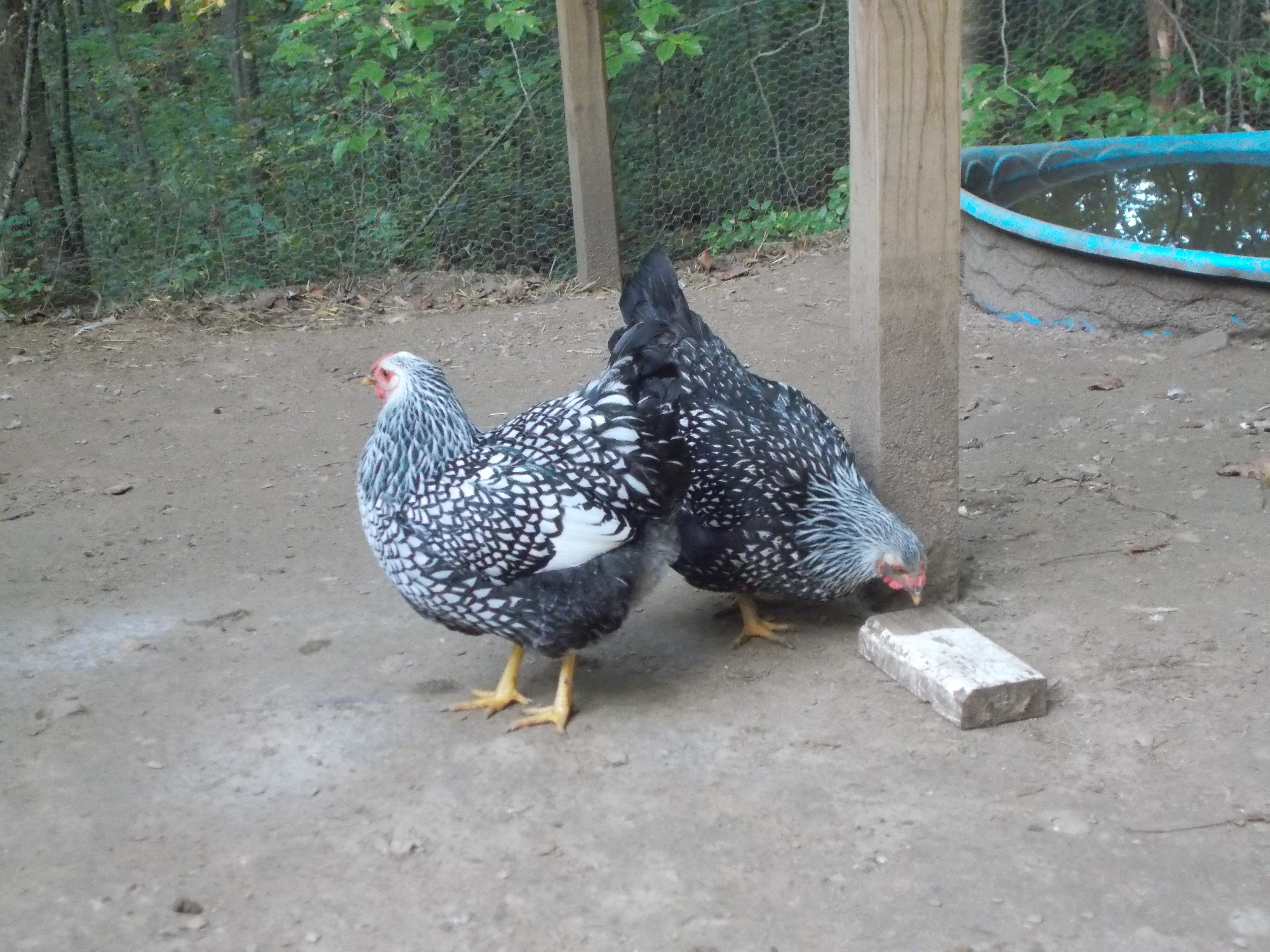 7 Month old Silver Laced Wyandottes