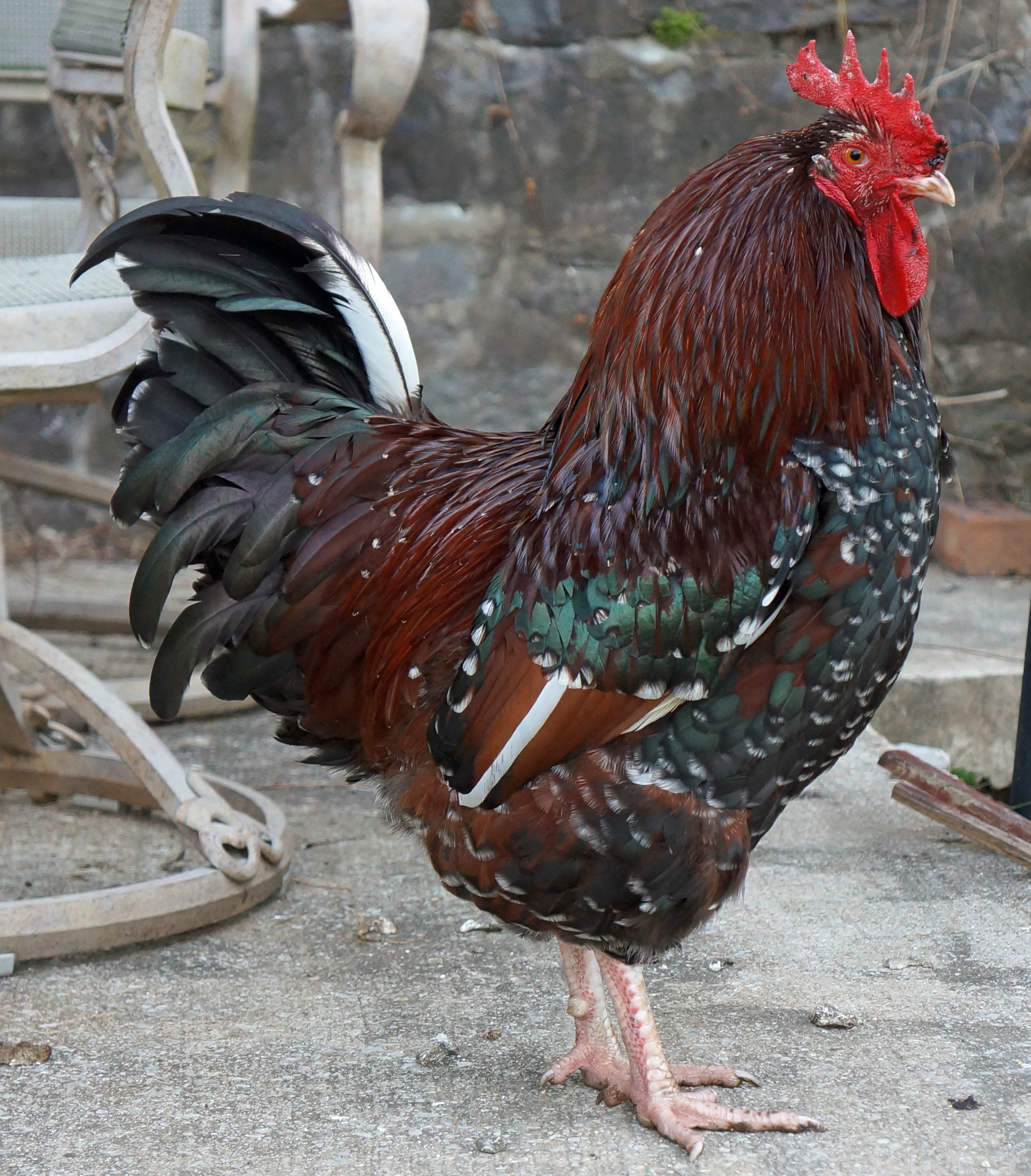 7 month old Speckled Sussex Rooster. 
