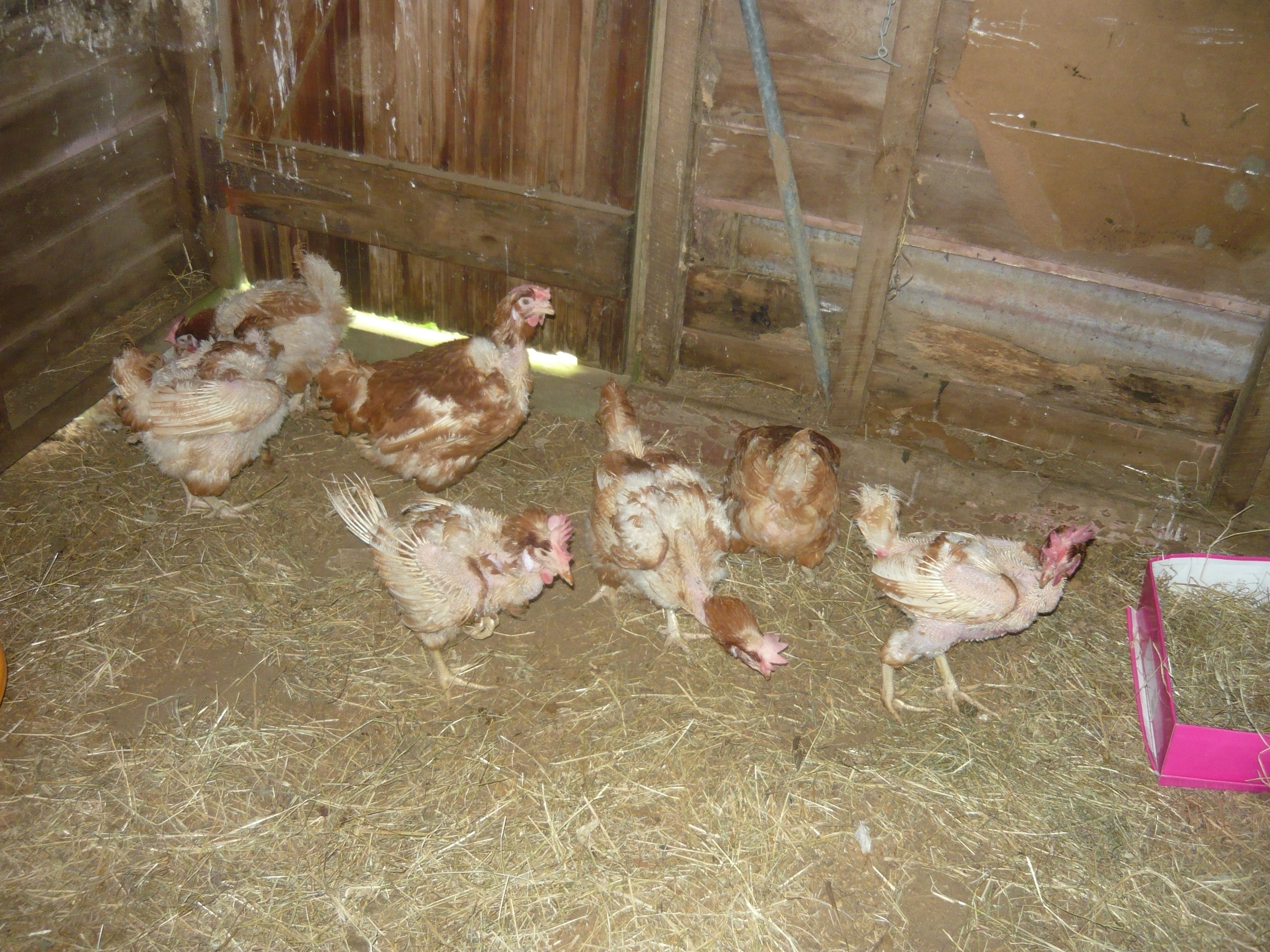 7 of my 8 battery house rescues!