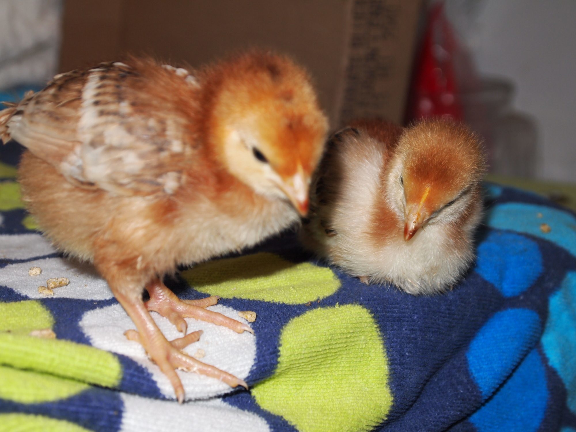 #7 rir (darker red stripe on back)
#6 rir