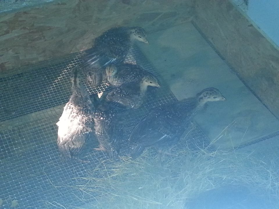 7 Turkey (3 at 4 weeks old, 3 at 3 weeks old, and 1 at about a week and 1/2 old (he's still in the brooder with the guineas).