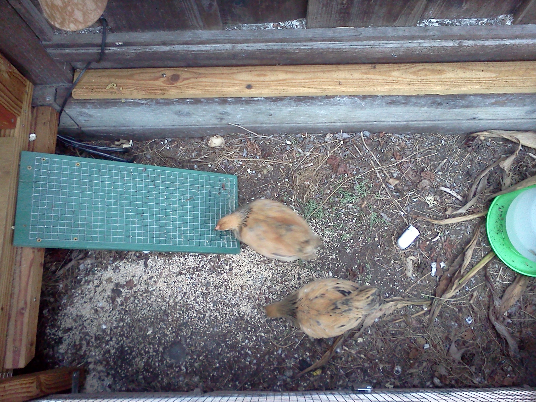 7 week old Buff Brahma Bantams.  
We moved out to our coop recently, but we haven't really explored our run much.