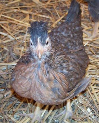 7 week old cream legbar pullet