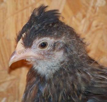 7 week old cream legbar pullet