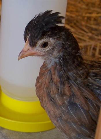 7 week old cream legbar pullet