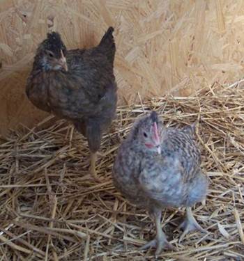 7 week old cream legbars