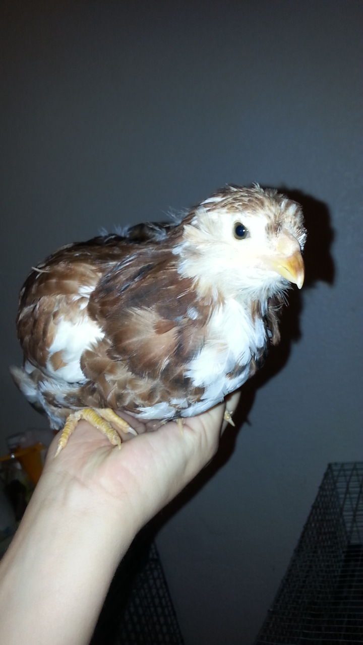 7 week old Russian Orloff pullet
Spangled with lots of white
Used to being handled often
$15