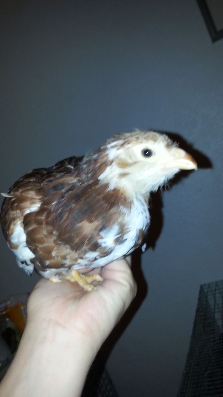 7 week old Russian Orloff pullet
Spangled with lots of white
Used to being handled often
$15