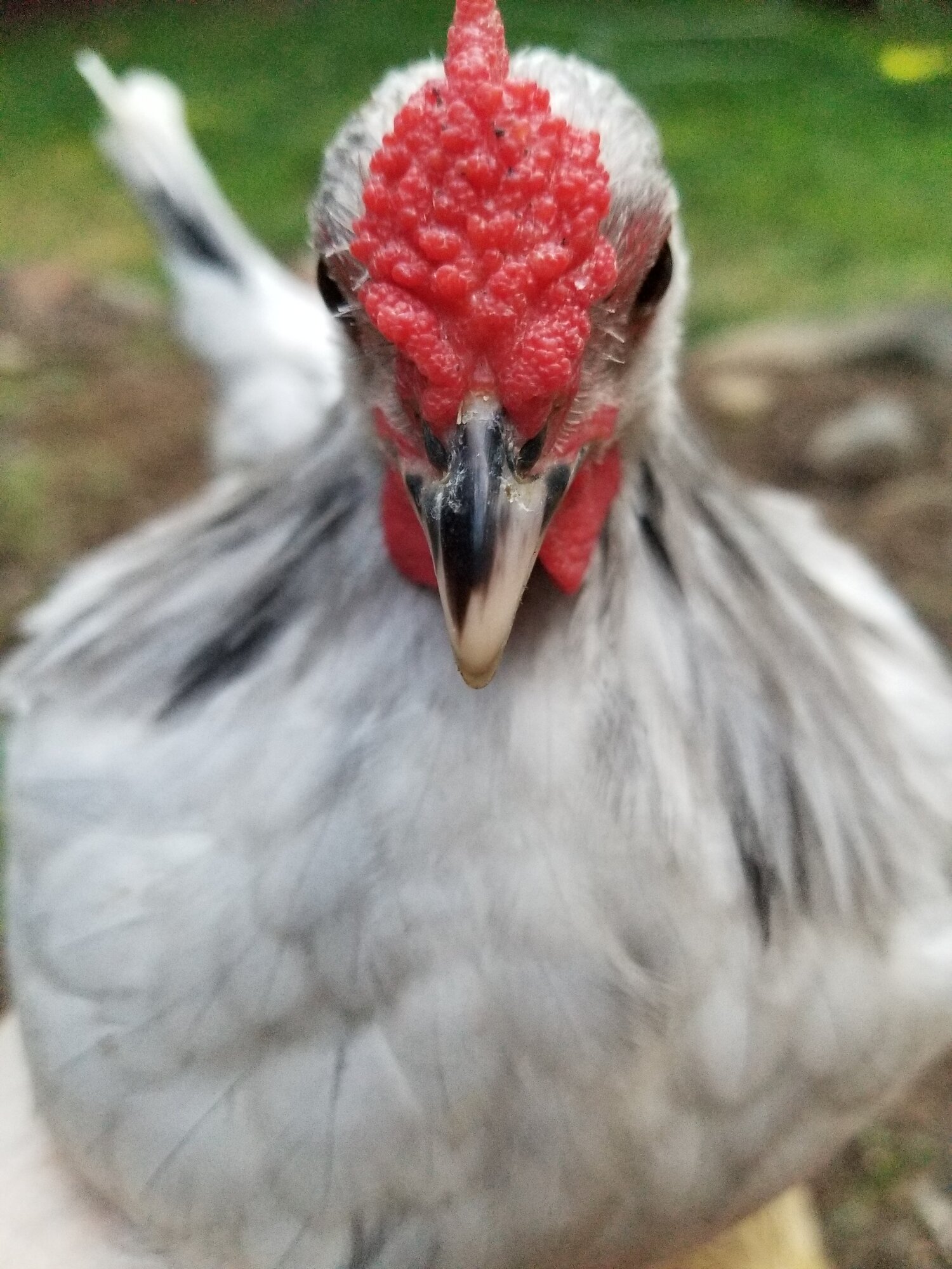 7 Week Old Splash Rose Comb Cockerel