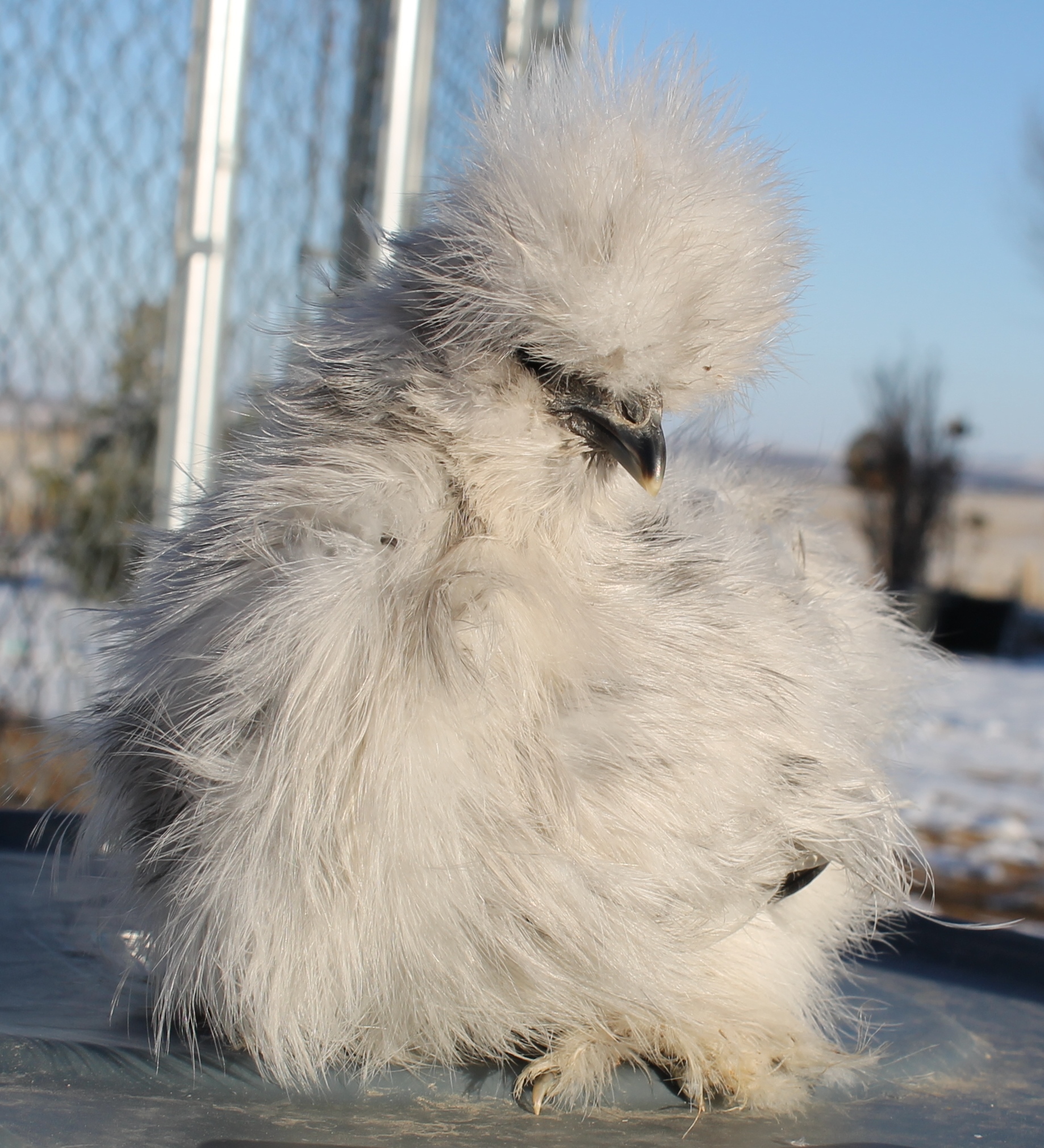 7 weeks 122913 Shylee/Catdance