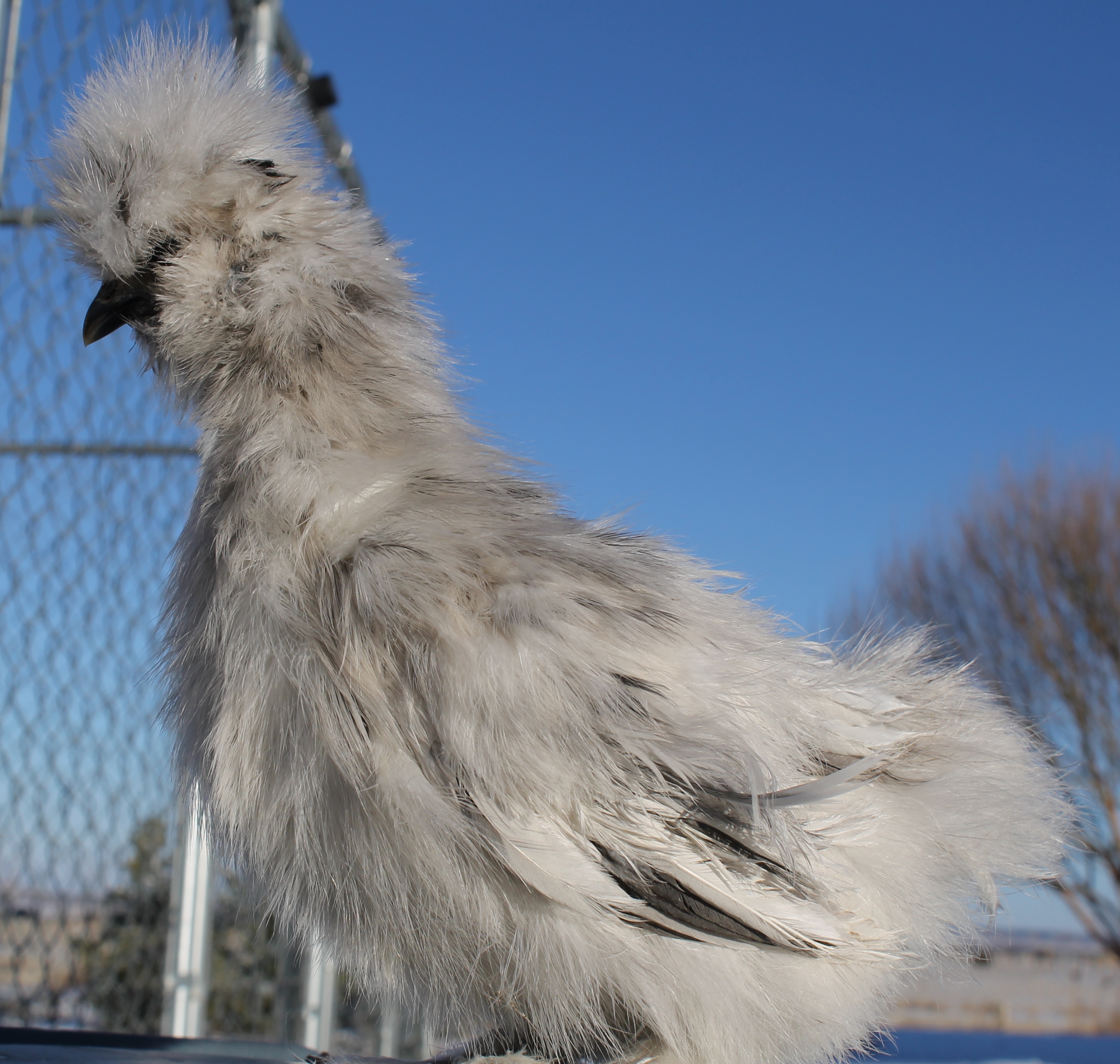 7 weeks 122913 Shylee/Catdance